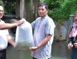 Seribu Ekor Bibit Ikan Rayo Disebar di Bantaran Anak Kali Sumpahan Sawahlunto