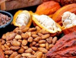 Harga Referensi Cpo, Biji Kakao Dan Hpe Produk Kehutanan Menguat