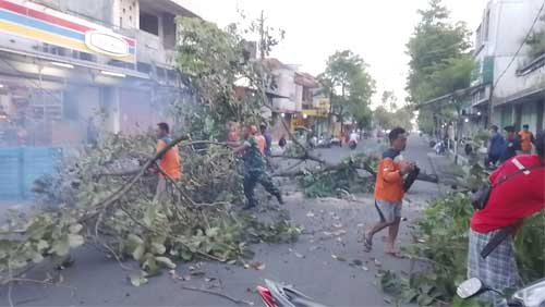 Pohon Setinggi 10 Meter Roboh Tersenggol Truk Di Kutoarjo, Purworejo, Jawa Tengah