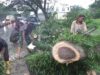 Pohon Tumbang di Depan Puskesmas Sungai Dareh