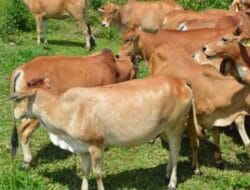 Tiga Kecamatan Pessel Ini Punya Potensi Besar untuk Pengembangan Sapi