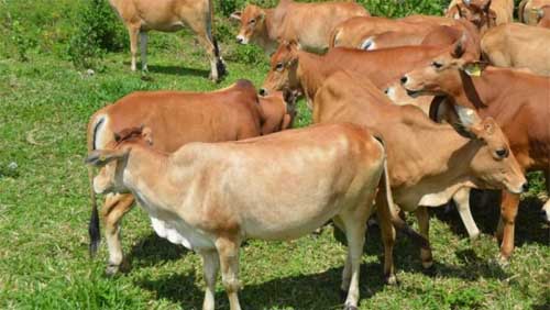 Sapi