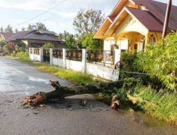 Hujan Disertai Angin Kencang, Ada Pohon Tumbang Dan Atap Rumah Terbang Di Subarang Batuang, Payakumbuh