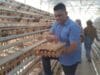Peternak Ayam Petelur, Arif Gumensa Sutan Sinaro