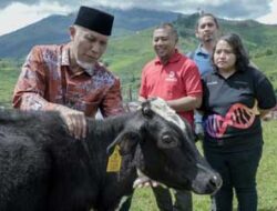 Inovasi MOET dan Genetic Screening Peternakan Sapi Moosa Edufarm Solok Berhasil 12 Gubernur Sumatera Barat, Mahyeldi Ansharullah di Peternakan Sapi Moosa Edufarm, Solok