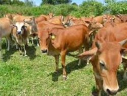 Jelang Idul Fitri 1444 H, Pemkab Pessel Pantau Kesehatan Sapi Potong