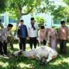 Bupati Agam Saksikan Penyembelihan Hewan Kurban