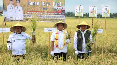 Mendagri Ikut Panen Raya Padi di Banggai Sulteng