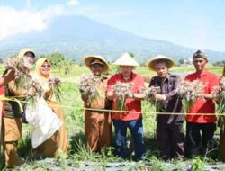 Panen Bawang Merah di Koto Baru