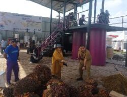 pabrik mini minyak goreng