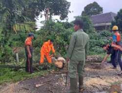 Sempat Ganggu Lalu Lintas, Bpbd Muba Evakuasi Pohon Tumbang