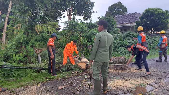 Sempat Ganggu Lalu Lintas, Bpbd Muba Evakuasi Pohon Tumbang