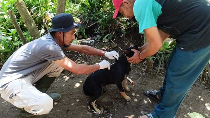 Dispangtan Padang Panjang Vaksin Rabies 400 HPR dalam 4 Hari