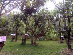 Kebun Buah Kandi Sawahlunto, Objek Wisata Sekaligus Pusat Edukasi Pertanian