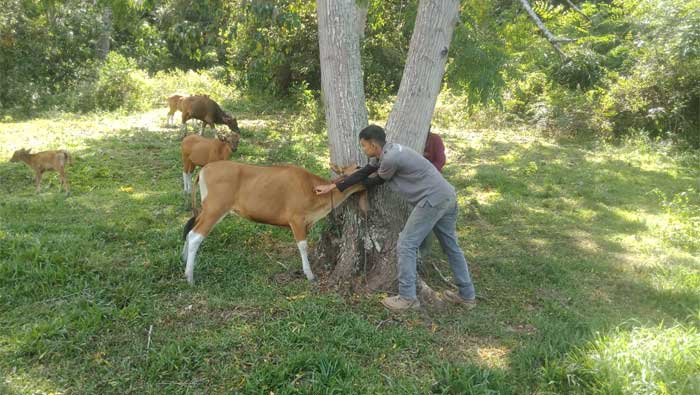 300 Ekor Sapi Bali di Sawahlunto Diberi Vaksinasi Jembrana