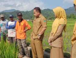 Hama Tikus Serang Lahan Pertanian, Ini Langkah Dispangtan Padang Panjang