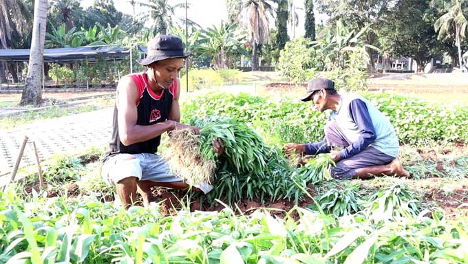 Kemensos Bimbing Penghuni Rusun, Mantan Pemulung Makin Sejahtera dengan Bertani