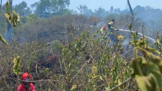 Si Jago Merah Bakar Lahan Gaharu Warga Bukik Apik, Baso