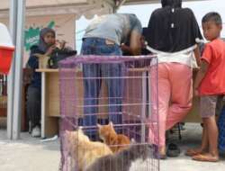 Hari Rabies Sedunia, Pemkab Solsel Launching Vaksinasi