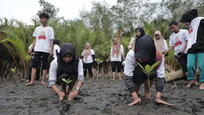 Orang Muda Ganjar Sumbar Tanam Ratusan Bibit Mangrove di Pantai Penyu Pariaman
