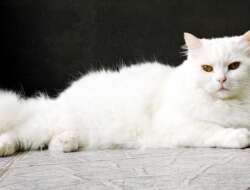 Kamu Cat Lovers! Ini Tips Cara Merawat Kucing Anggora agar Makin Lucu