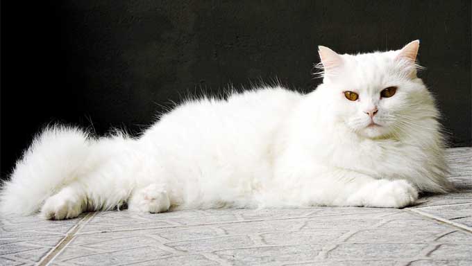 kucing anggora