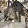 kucing kampung