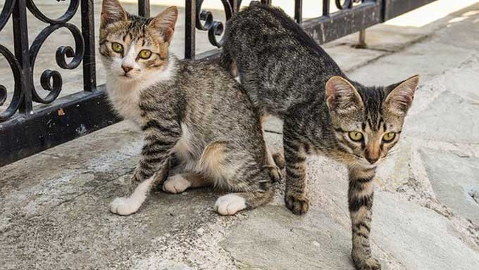 Bagi Pemula, Berikut 13 Tips Cara Merawat Kucing Kampung yang Baik dan Benar 1 kucing kampung