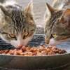 kucing sedang makan