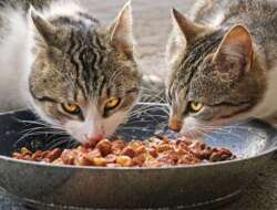 Berikut Rekomendasi Makanan Kucing yang Paling Disukai