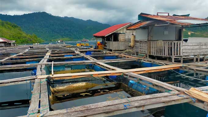 Budidaya Ikan Kerapu di Sumbar