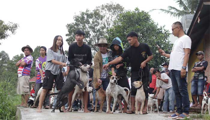 Mardion Fernandes: Iven Buru Babi Bisa Jadi Wadah Ajang Silaturahmi