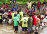 Bupati Tanah Datar Tutup Alek Pacu Jawi Nagari Sawah Tangah, Pariangan 9 Alek Pacu Jawi di Sawah Banda Bawah, Nagari Sawah Tangah, Kecamatan Pariangan, Kabupaten Tanah Datar