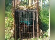 Wow! Seekor Harimau Sumatera Masuk Perangkap BKSDA Sumbar di Pasaman