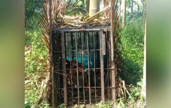 Wow! Seekor Harimau Sumatera Masuk Perangkap Bksda Sumbar Di Pasaman