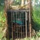 Seekor Harimau Sumatera Masuk Perangkap Bksda Sumbar Di Pasaman