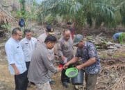 Balitbang Sumbar Lirik Inovasi Limbah Batang Kelapa Sawit Jadi Gula Merah Nagari Sungai Aua