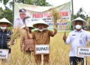 Produksi Padi Menurun Drastis, Ini Saran Dinas Pertanian Agam kepada Petani