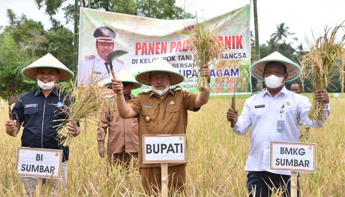 Bupati Agam panen padi