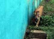 PETA Kecam Keras Kematian Lima Harimau di Medan Zoo