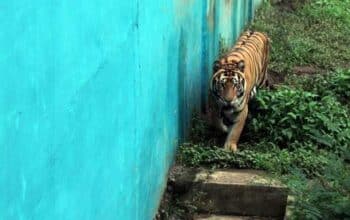 Seekor Harimau Sumatra (Panthera Tigris Sumatrae) Di Kebun Binatang Medan Zoo, Sumatera Utara