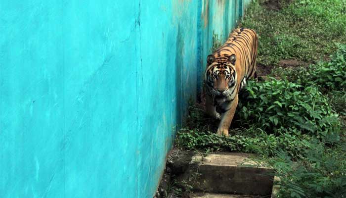 Peta Kecam Keras Kematian Lima Harimau Di Medan Zoo