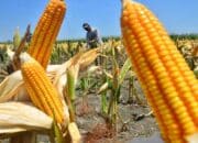 Meski Harga Jagung di Agam Tembus Rp 7.100, Panen Justru Menurun
