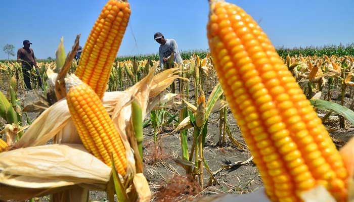 Meski Harga Jagung di Agam Tembus Rp 7.100, Panen Justru Menurun