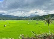 Kawasan Sawah Baruah Dikembangkan Jadi Destinasi Agrowisata Di Sawahlunto