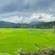 Kawasan Sawah Baruah Dikembangkan Jadi Destinasi Agrowisata di Sawahlunto