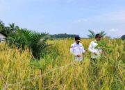 Indonesia Darurat Pangan, Direktur Buflo Kementan Ajak Petani Lakukan Tumpang Sari Dengan Padi Gogo