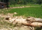 Areal Pertanian Terdampak Banjir Di Sumatera Barat