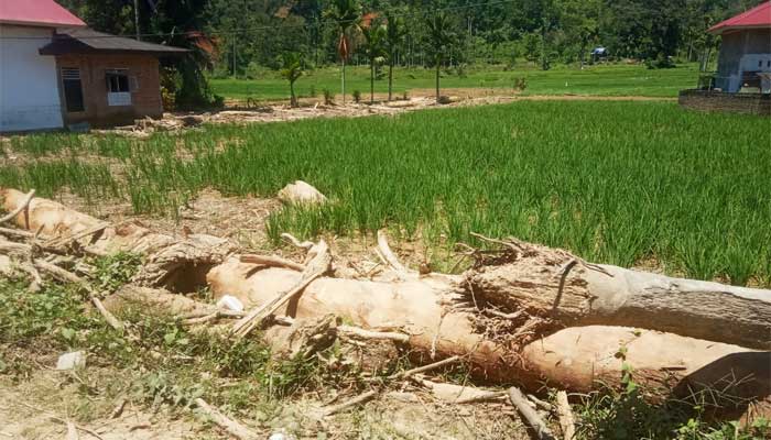 Areal pertanian terdampak banjir di Sumatera Barat
