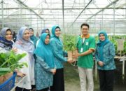 Kunjungi PT Hijau Surya Biotechindo, Ketua TP-PKK Provsu dan Asahan Saksikan Proses Pembibitan Pisang Premium